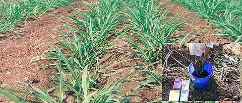 तंत्र पूर्वहंगामी ऊस लागवडीचे...