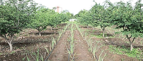Intercropping of lemon grass in tamrind cultivation