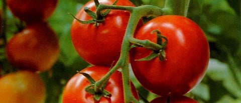 Tomato growers should be given Rs 50,000 per acre
