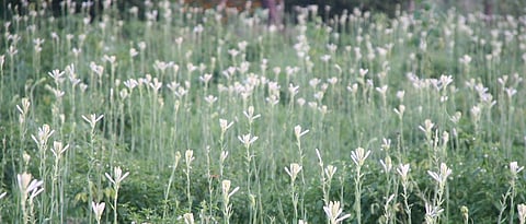 निशिगंध लागवड सपाट वाफ्यात अथवा गादी वाफ्यावर करावी.