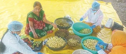 Amla Processing
