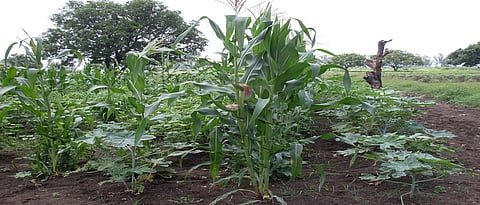 Soil Management