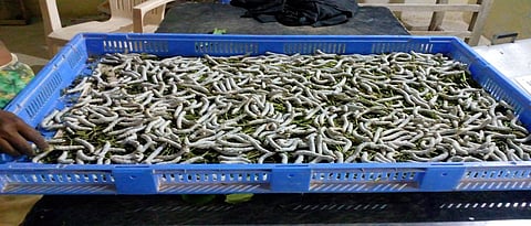 संगोपनगृहातील रेशीम कीटकांचे थंडीपासून संरक्षण