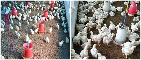 दीपक दुर्गवळी यांचे ब्राॅयलर पक्षी संगोपन