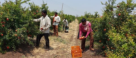 डाळिंबाची काढणी सुरू असताना.
