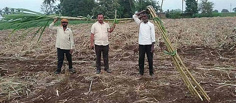 एकरी १२० टन उत्पादन घेतलेला खोडवा ऊस
