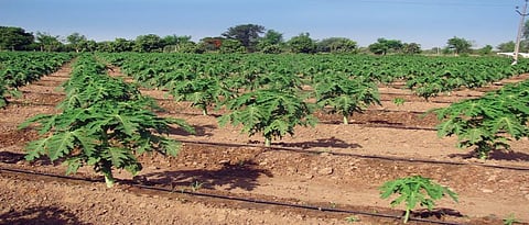 दर्जेदार पीक उत्पादनासाठी स्पेशालिटी फर्टिलायझर्स