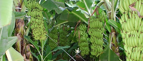 केळी पीक सल्ला