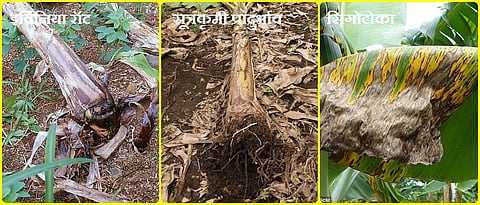 केळी पिकातील खत नियोजन