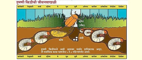 Lifecycle of white grub