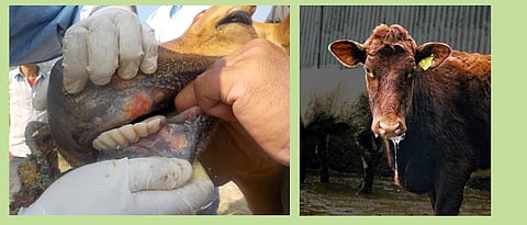 ‘लाळ खुरकूत’ची ७० हजार जनावरांना लस Vaccination of 70,000 animals against saliva scabies