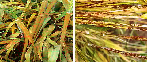 गव्हावरील नारंगी आणि काळा तांबेरा