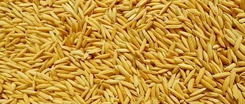 paddy