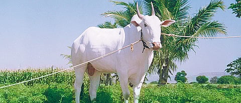 The price of Khilar bulls increased during the night