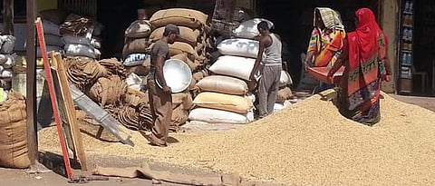 Start the auction in the grain market yard