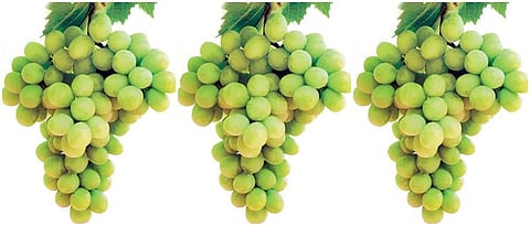 So far for grape exports Registration from 1800 farmers