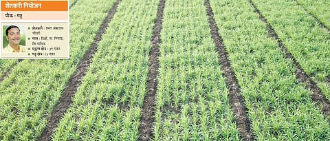 Wheat cultivation by Hemant Chaudhary