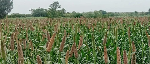 Bajara Sowing