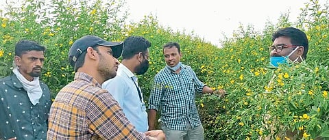 केंद्रीय पथकाकडून कापूस पिकाची पाहणी