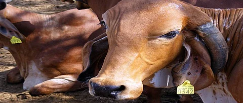 Indigenous cattle
