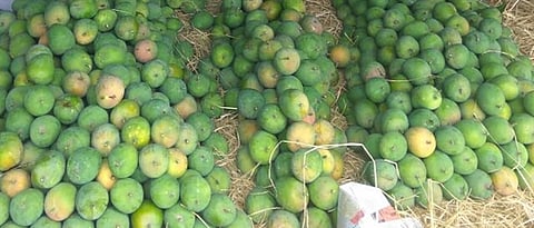Efforts of Agriculture Department to increase mango exports