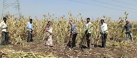 Acceleration of sorghum harvest in Pune district