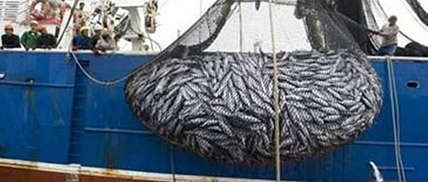 It is a crime to keep banned fish