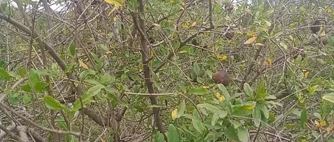 Shot hole borer infestation on pomegranate