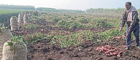 The conundrum of sweet potato growers