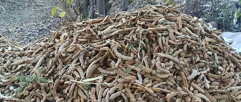 चिंचेचे उत्पादन वाढले, अर्थकारण बिघडले The production of tadpoles increased, the economy deteriorated