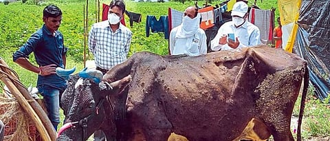 संग्रहित छायाचित्र