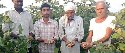 बोंडअळीमुळे शेतकऱ्यांचे मोठे नुकसान Big loss to farmers due to bollworm