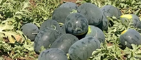 उन्हाळा, रमजानमुळे टरबुजाला मागणी Summer, due to Ramadan Demand for watermelon