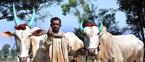 बैल पोळा सणाच्या तोंडावर बाजार सुनासुना The market is buzzing with bullfighting