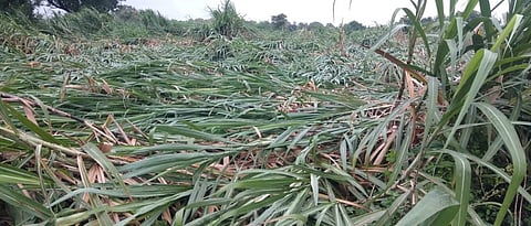 Crop Damage