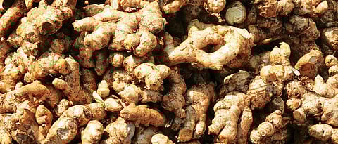 जळगावात आल्याला प्रतिक्विंटल २५०० ते ४५०० रुपये