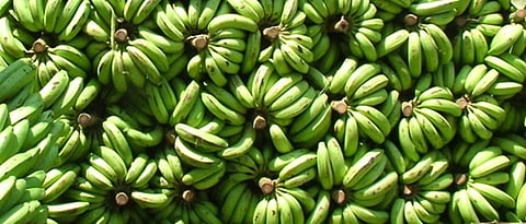 Banana Export