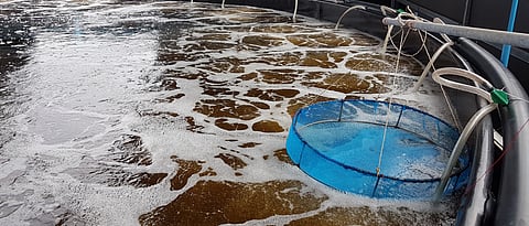 Biofloc culture tank