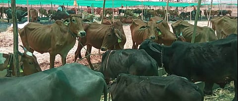सांगोला तालुक्यात आठ छावणीचालक संस्थांसह ८४ जणांवर गुन्हे