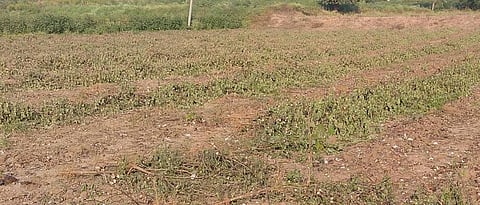 पूर्वहंगामी कापूस पीक मोडण्यास सुरुवात; गुलाबी बोंड अळीचा कहर