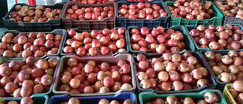 Pomegranate in Nashik Incoming improvements; Rate fixed