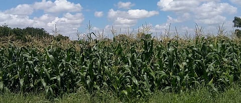 MAIZE CULTIVATION
