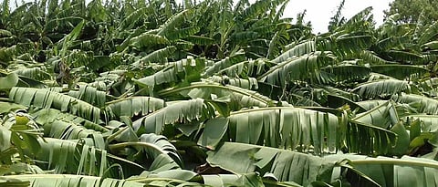 Crops leveled by unseasonal rains