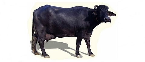 मुऱ्हा म्हैस