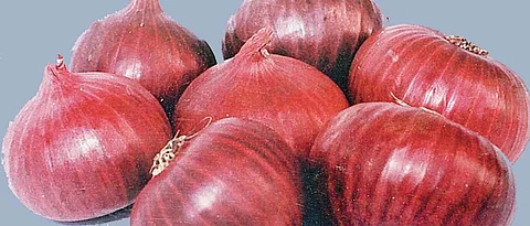 Income tax department raids onion traders