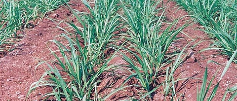 संग्रहित छायाचित्र