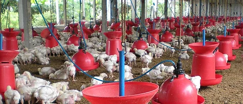 Summer Management & Heat Stress In Broiler Poultry Farming