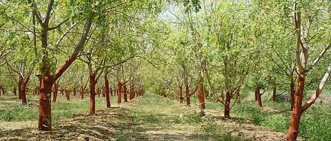 कोरडवाहू शेतीमध्ये शेवगा लागवड फायदेशीर ठरू शकते.