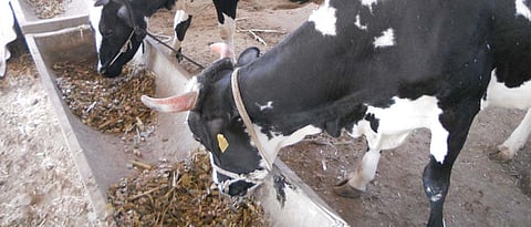 दुग्धउत्पादन वाढविण्यासाठी जनावरांना मुरघास देणे फायदेशीर आहे.