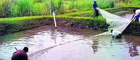 The pond should be cleaned before releasing the fish seeds.
